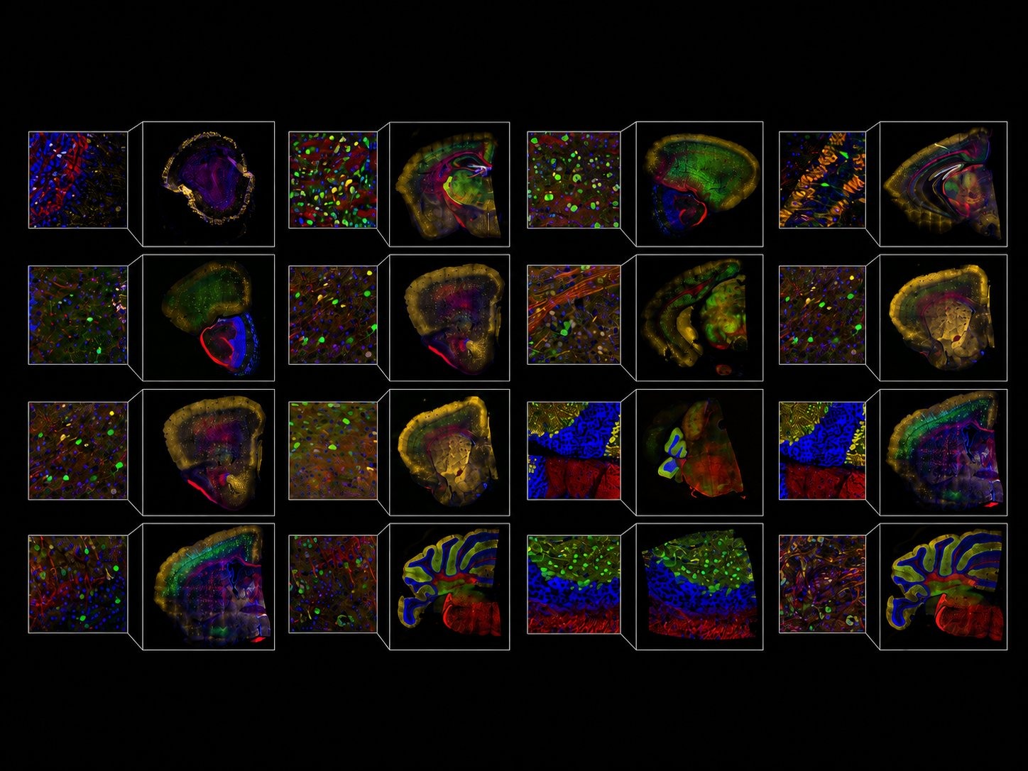 Multiplexed ATLAS